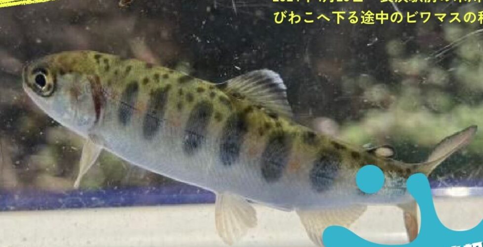 ビワマス稚魚