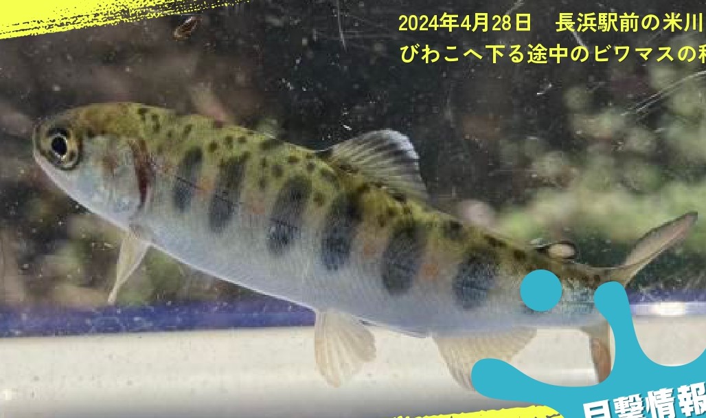 ビワマス稚魚